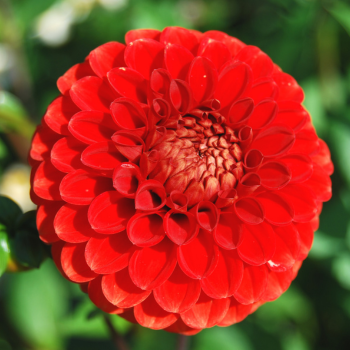 dahlia rouge